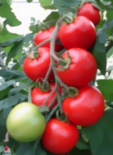 Tomaten